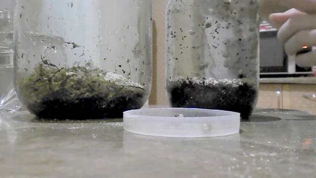 Маленькие улитки Ахатина. Сколько же у меня малышей? - Жиvой Уголок Наsти