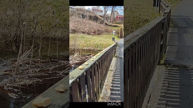 Сиреневые бутончики и бурные воды- весна!