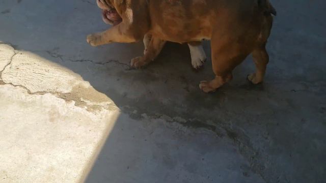Ways to Bring a Female Dog Into Her Heat Cycle смотреть онлайн
