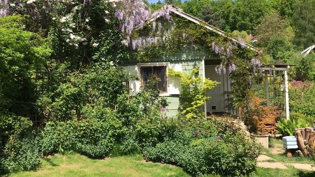Wisteria In My Garden In May | My English Rose Garden | Wisteria Sinensis