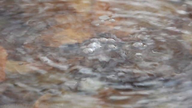 Nikon COOLPIX P1000 MYSTERY FOREST BUBBLES 3000mm 125X + Digital Super ZOOM 4K смотреть онлайн