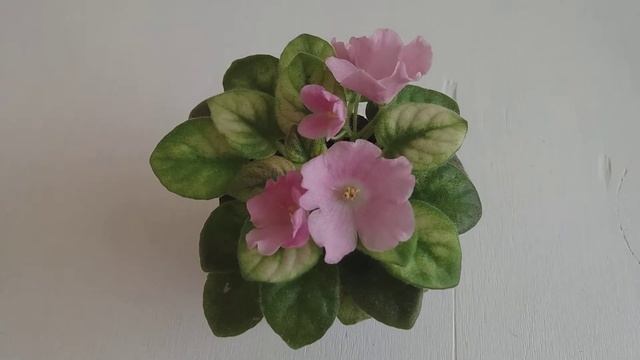 Фиалка Н-Принцесса на горошине смотреть онлайн