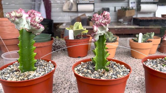 Euphorbia lactea ‘Cristata’ "Coral Cactus" смотреть онлайн