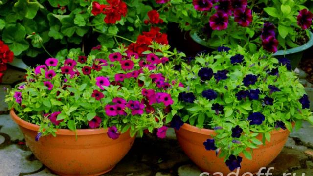 Цветы для Вашего сада смотреть онлайн