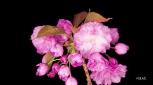 Богатое сочетание красок природы: самые красивые цветы в мире