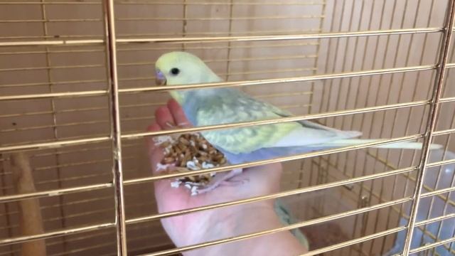 Как приручить птенцов? смотреть онлайн