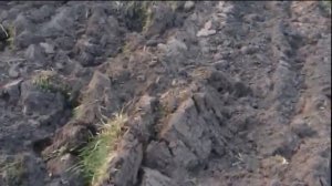 Таких фрез вы еще не видели!!! Гусиные лапки 1300мм для мотоблока 7л.с.