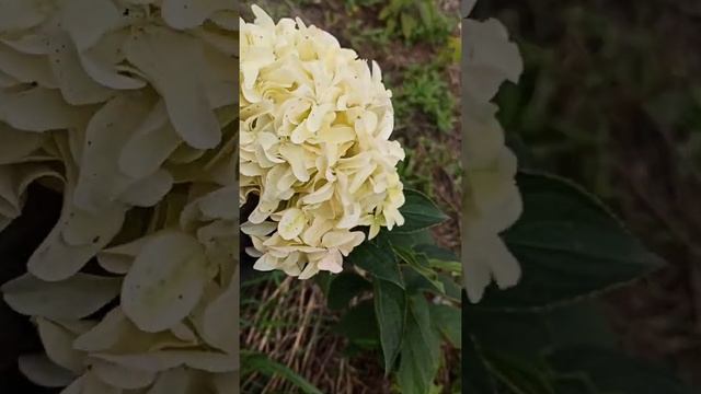 гортензия Метельчатая- Скайфолл- любовь с первого бутона смотреть онлайн