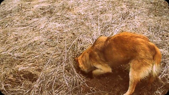Копай, копай, Мухтар, там клад зарыт. смотреть онлайн