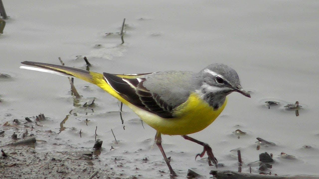 Горная Трясогузка / Grey wagtail / Ballerina gialla / Плиска гірська смотреть онлайн