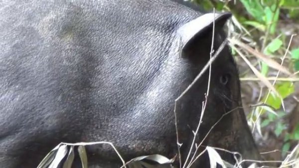 Сапа Вьетнам