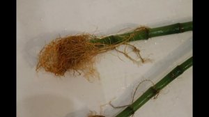 ДРАЦЕНА САНДЕРА - КОМНАТНЫЙ БАМБУК // БАМБУК СЧАСТЬЯ