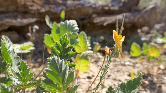 Panasonic Lumix G80 ---- http://artposohov.com/es смотреть онлайн