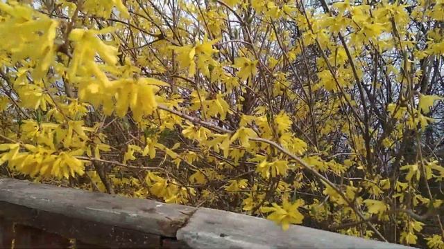 Цветение форзиции 6 мая 2021 смотреть онлайн