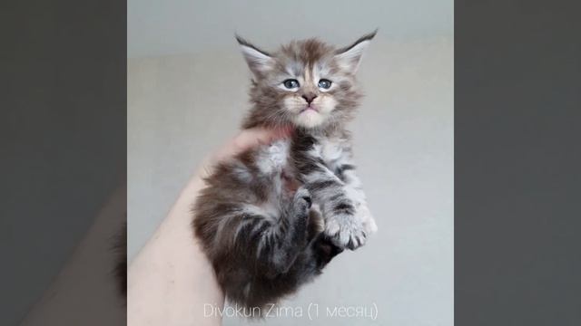 Зима (Divokun Zima) 1 месяц. Кошечка мейн-кун серебристого окраса смотреть онлайн
