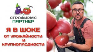 Я в шоке от урожайности и крупноплодности! Томат-шедевр Ладья