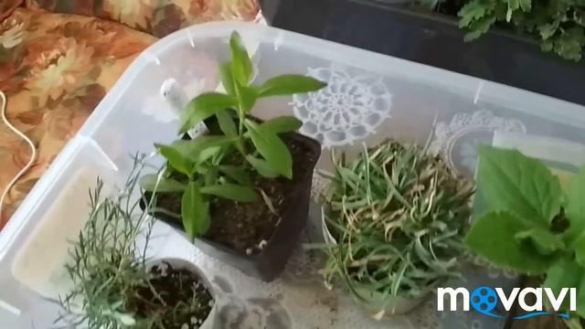 Отправляю посылку с растениями. Как и во что упаковала. смотреть онлайн