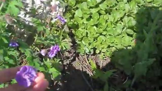 Что цветёт в начале июня на поместье