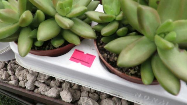 Halkalı Tunalı Fidanlığı Ziyareti I Fiyatlarıyla Çiçekçi Turu I Detaylı Botanik Market Gezisi