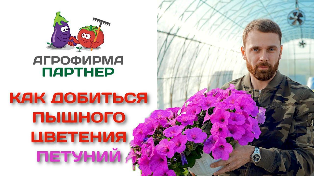 Как добиться пышного цветения петуний смотреть онлайн