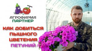 Как добиться пышного цветения петуний