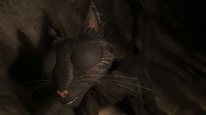 Почему Бельдам ненавидит кота? Коралина в Стране Кошмаров - Теория