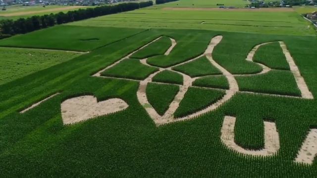 🇺🇦 На поле под Киевом появился огромный герб самый большой в Украине 😍😍😍👍 смотреть онлайн