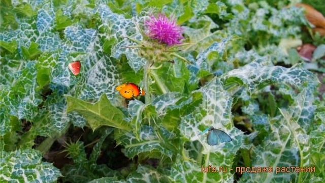 Расторопша пятнистая Дебют (debyut) ? расторопша Дебют обзор: как сажать семена расторопши Дебют смотреть онлайн