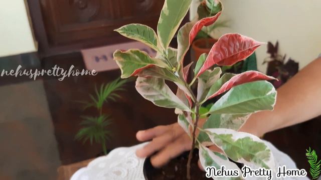 കുറഞ്ഞ വിലയ്ക്ക് ചെടികൾ|Croton|Coleus|Palm|Low Price Plants|Neon Pothos|Offer Plants|Plant Sale🌿🌿 смотреть онлайн