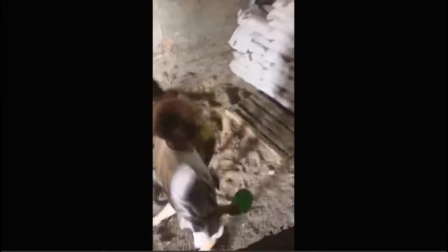 Ловля мышей на складе в Пензе смотреть онлайн