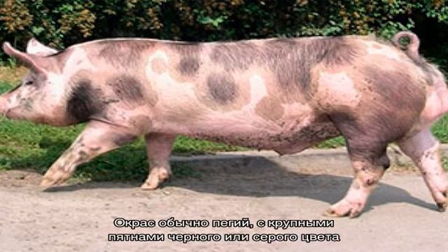 Свиньи породы пьетрен – лидеры гибридного разведения смотреть онлайн