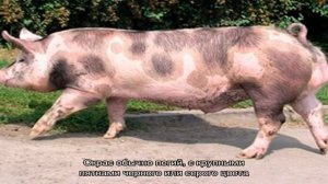 Свиньи породы пьетрен – лидеры гибридного разведения
