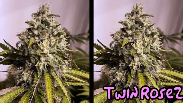 Twin Rosez - MIMOSA "ROSE PHENO" x THE REAL ROZE [SOUTH BAY GENETICS] смотреть онлайн