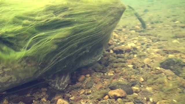 Путешествие в страну Онкилонов (5 часть) смотреть онлайн