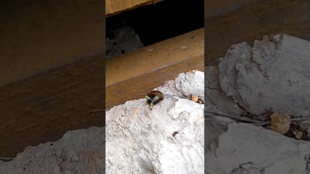Strange snail (странная улитка) смотреть онлайн