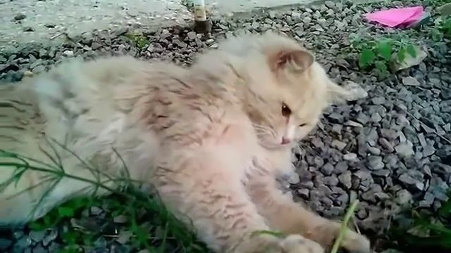 Едят ли коты одуванчики? смотреть онлайн