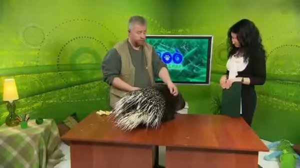 Как ухаживать за дикобразом
