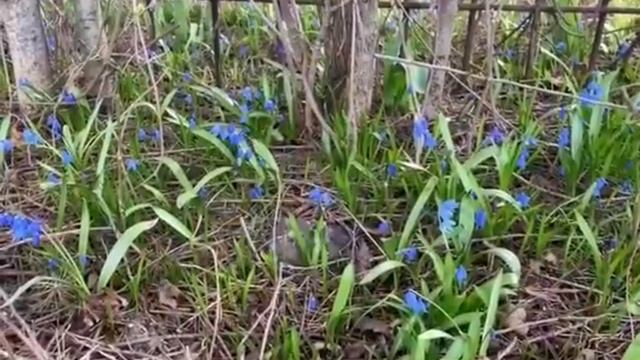 Первоцветы смотреть онлайн
