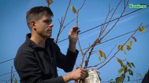 Обрезка абрикосы! Если обрезать эти ветки, то урожая не видать! Что нужно точно обрезать? Всё прост