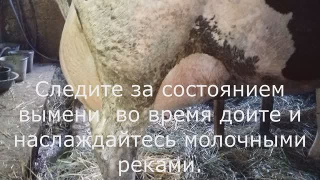 Отел коровы смотреть онлайн