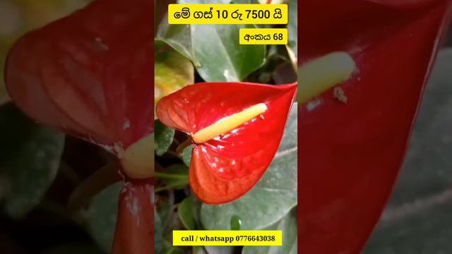 අඩුවට අඩුවට 😍😍 beautiful anthurium | anthurium plants #anthurium #anthuriumplant смотреть онлайн