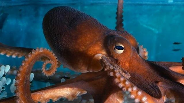 ТОП 5 Самых опасных блюд ! Представляет О5 шоу смотреть онлайн