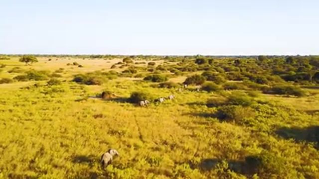 4K African Wildlife: Amboseli National Park - Real Sounds of Africa - 4K Video Ultra HD смотреть онлайн