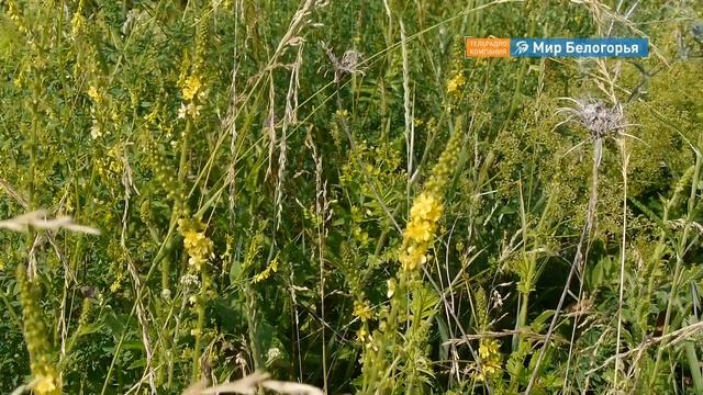 Как заготовить травы для вкусного и полезного чая смотреть онлайн