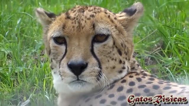Гепард Acinonyx jubatus смотреть онлайн