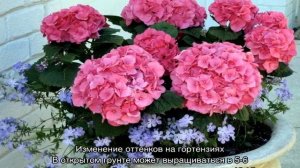 Гортензия красная крупнолистная Огненная красота