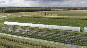 Шуйские ягоды