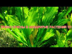 ЗАЧЕМ НУЖНЫ В АКВАРИУМЕ РАСТЕНИЯ