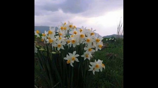 استاد / حه سه ن زيره ك / دانە دانە خاڵ دانە دانە / پێنجوێن смотреть онлайн