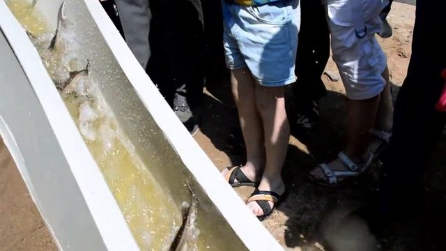 Пополнение Камы молодью стерляди смотреть онлайн